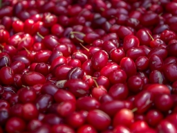 frisch_geerntete_kornelkirschen_256x192.jpg